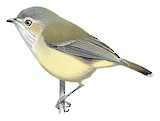 Weebill Illustration