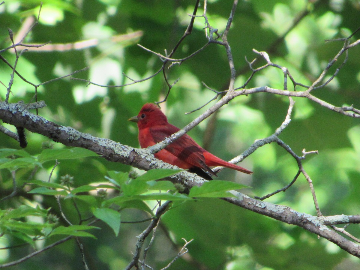 Summer Tanager - Anne Armstrong
