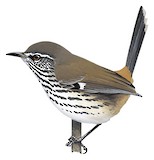 Shy Heathwren Illustration