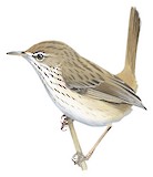 Rufous Fieldwren Illustration