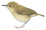 Vogelkop Scrubwren Illustration