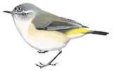 Yellow-rumped Thornbill Illustration