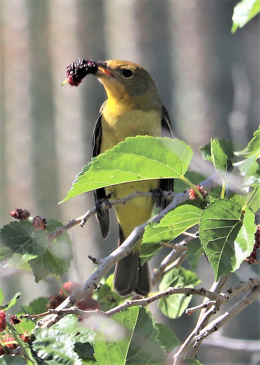 Western Tanager - ML153455651