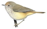 Brown Thornbill Illustration