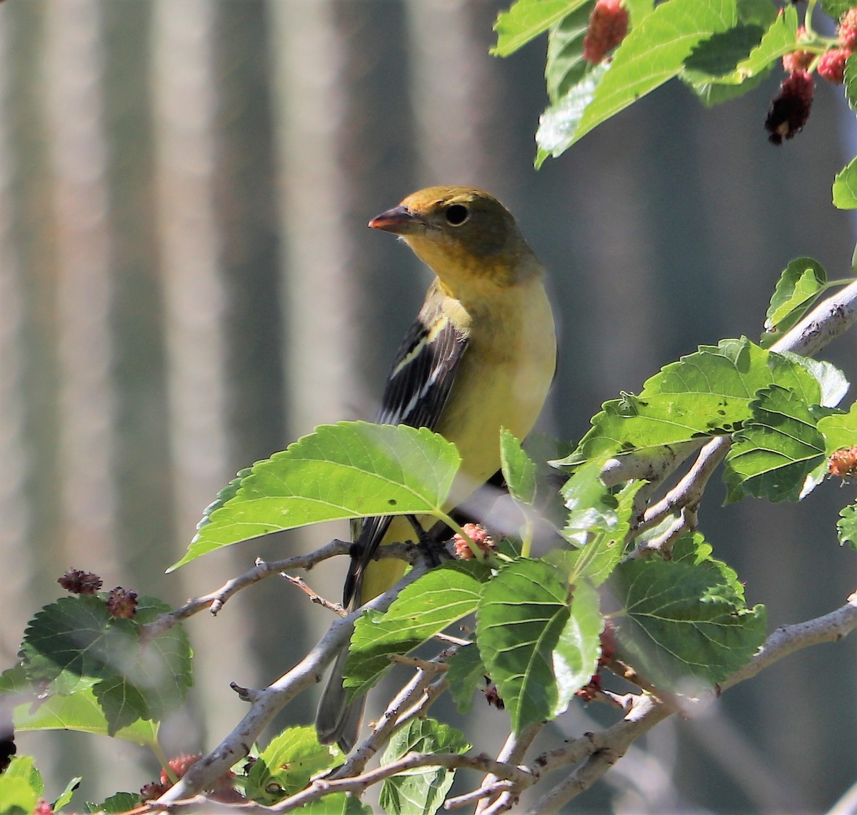 Western Tanager - ML153455671