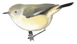 Buff-rumped Thornbill Illustration