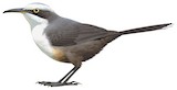 Grey-crowned Babbler Illustration