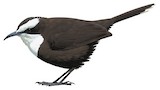 Hall's Babbler Illustration