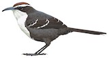 Chestnut-crowned Babbler Illustration