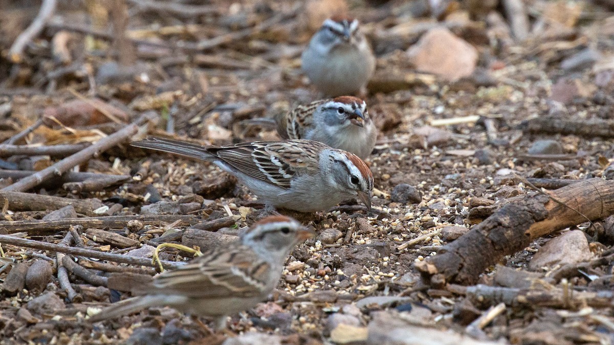 Chipping Sparrow - ML153456031