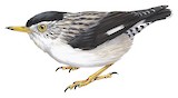 Varied Sittella Illustration