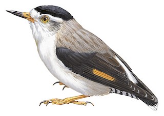 Daphoenositta chrysoptera pileata