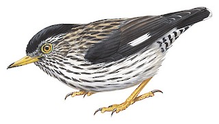 Daphoenositta chrysoptera striata