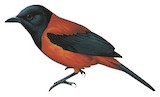 Hooded Pitohui Illustration