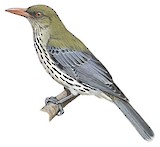 Olive-backed Oriole Illustration