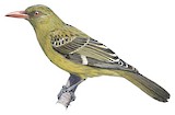 Green Oriole Illustration