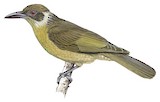 Grey-collared Oriole Illustration