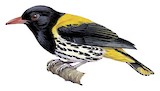 Dark-throated Oriole Illustration