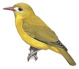 White-lored Oriole Illustration