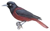 Maroon Oriole Illustration