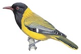 Western Oriole Illustration