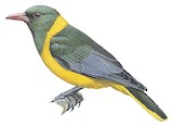 Green-headed Oriole Illustration