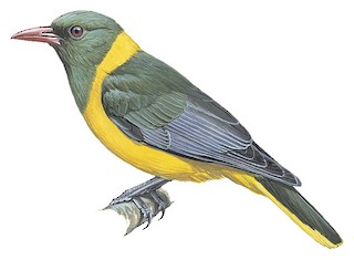 Green-headed Oriole