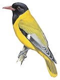 Ethiopian Oriole Illustration