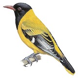 Mountain Oriole Illustration