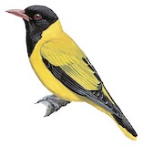 Black-winged Oriole Illustration