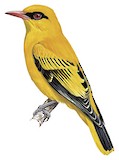 African Golden Oriole Illustration