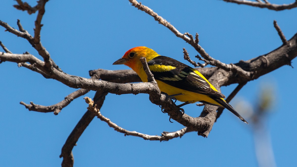Western Tanager - ML153457431