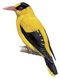 Black-naped Oriole Illustration