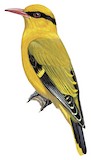 Slender-billed Oriole Illustration