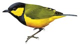 Tit Berrypecker Illustration