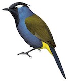 Western Crested Berrypecker Illustration