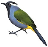 Eastern Crested Berrypecker Illustration