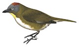 Rufous-naped Bellbird Illustration