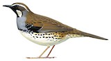 Spotted Quail-thrush Illustration