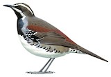 Chestnut Quail-thrush Illustration