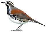 Copperback Quail-thrush Illustration