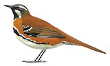 Western Quail-thrush Illustration