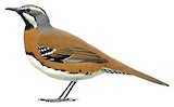 Chestnut-breasted Quail-thrush Illustration