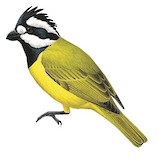 Northern Shriketit Illustration