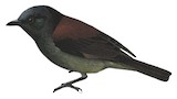 Maroon-backed Whistler Illustration