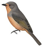 Red-lored Whistler Illustration