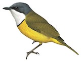 New Caledonian Whistler Illustration