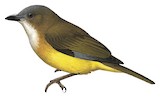 Yellow-bellied Whistler Illustration