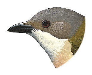 Pachycephala teysmanni