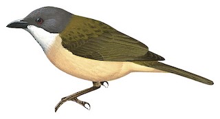 Pachycephala teysmanni
